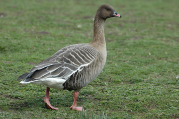 Recent Sightings 4th October 2021